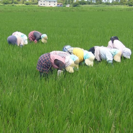 【お取り寄せ★納期 最長 約2週間】ライスロッヂ大潟(秋田) 2022年度産 あきたこまち【玄米】 5kg (栽培期間中 農薬・化学肥料不使用)
