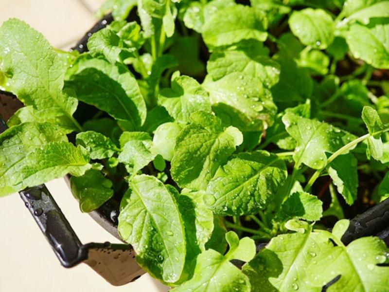 【お取り寄せ★納期 最長 約2週間】菜園EMパウダー 400g