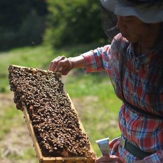 【お取り寄せ★納期 最長 約2週間】瀬戸内タカノスファーム 島のはちみつ 500g