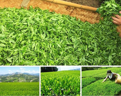 【お取り寄せ★納期 最長 約2週間】茶師の目利き　煎茶ティーバッグ　3g×20袋