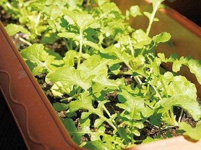 【お取り寄せ★納期 最長 約2週間】EM Garden(イーエムガーデン)　500ml