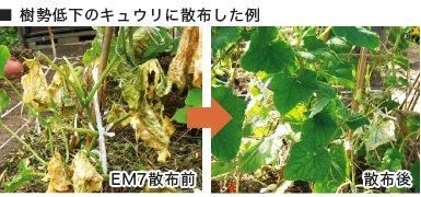 【お取り寄せ★納期 最長 約2週間】有機JAS適合 植物活力材 EM7　500ml